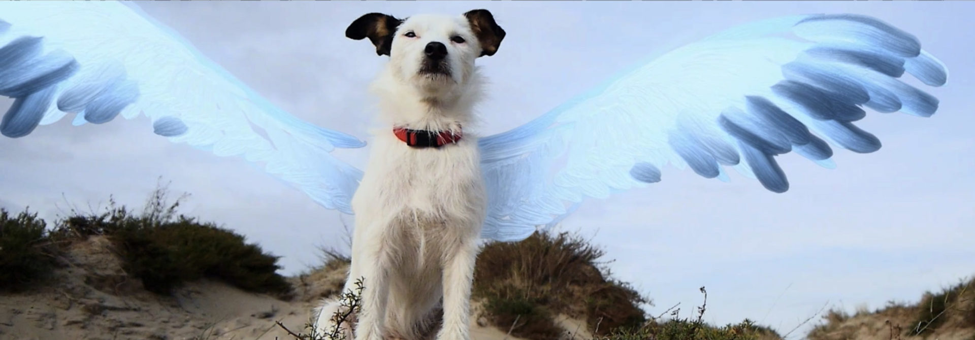 film still vliegend hond chayka met getekende vleugels